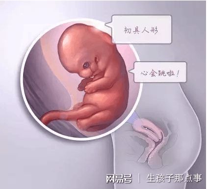 景泰胚胎实验室